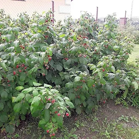 Letniskowy Orzechowa 山林小屋 吉日茨科