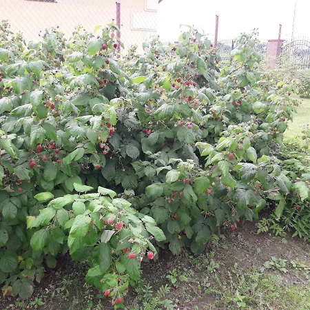 Letniskowy Orzechowa