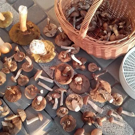 Letniskowy Orzechowa *