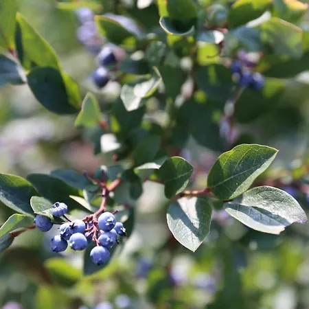 Letniskowy Orzechowa Chata Giżycko